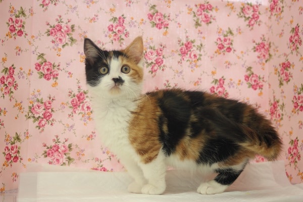 近日デビュー!三毛猫マンチカン マンチカン