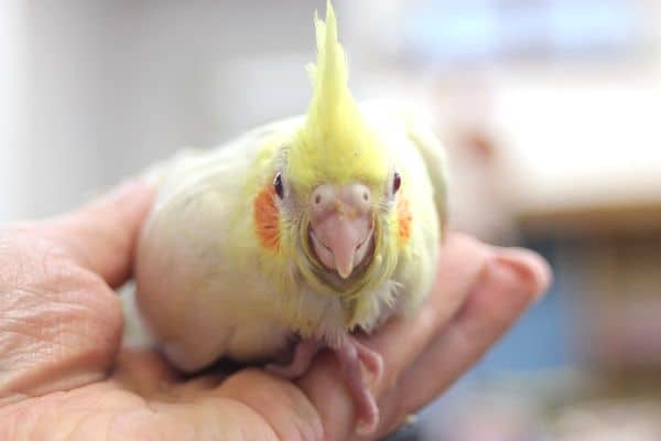 オカメインコ