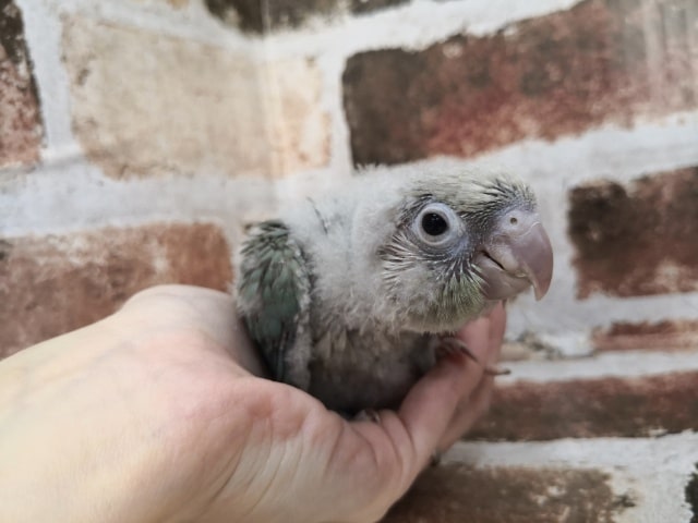 ホオミドリウロコインコ