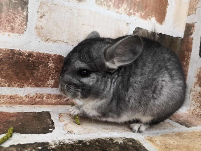 丸顔!ノーマルチンチラ! チンチラ