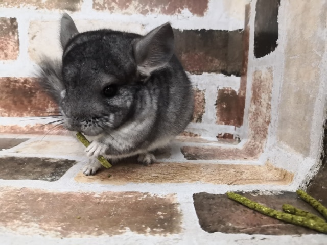 丸顔!ノーマルチンチラ! チンチラ