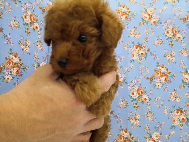 トイプードル