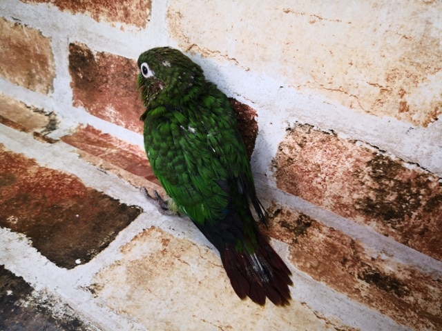 ズアカウロコインコ