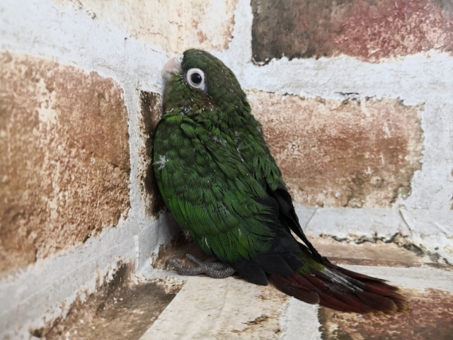 ズアカウロコインコ