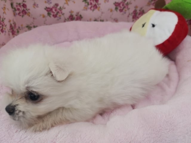 MIXわんこ入荷いたしました♪ ポメマル