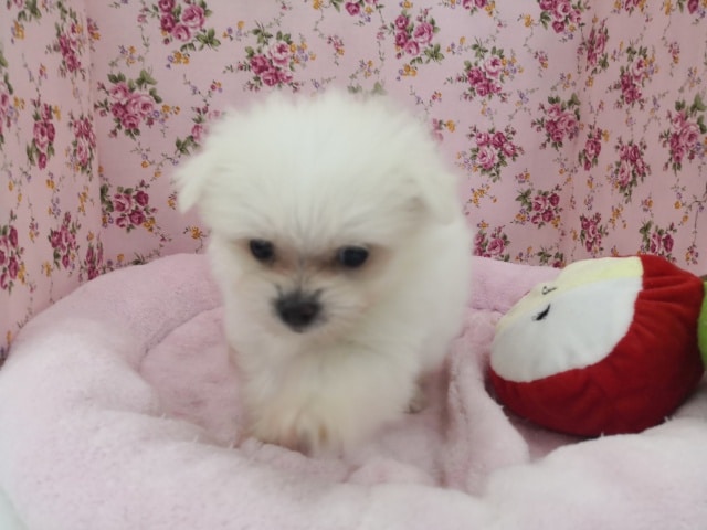 MIXわんこ入荷いたしました♪ ポメマル