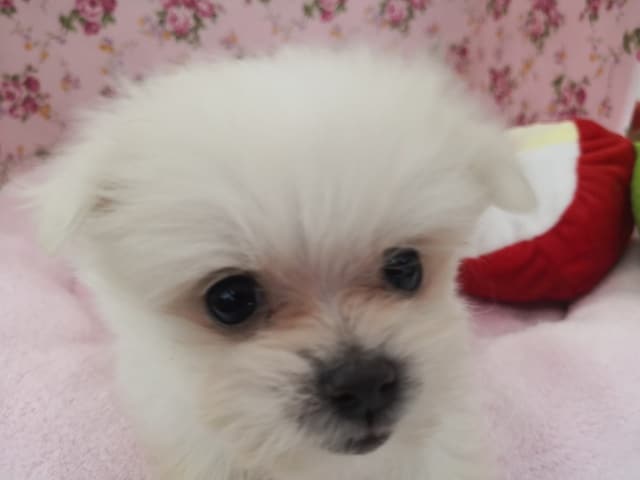 MIXわんこ入荷いたしました♪ ポメマル