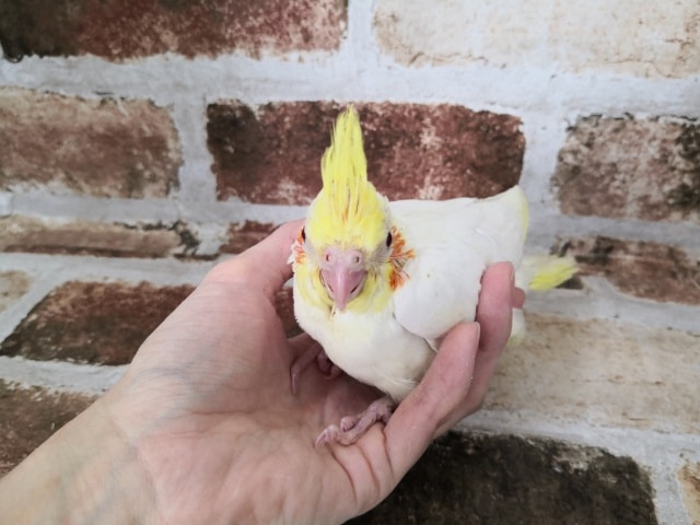 オカメインコ