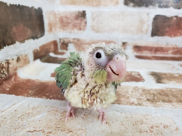 ウロコメキシコインコ