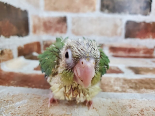 ウロコメキシコインコ