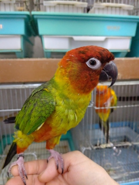 コガネメキシコインコ