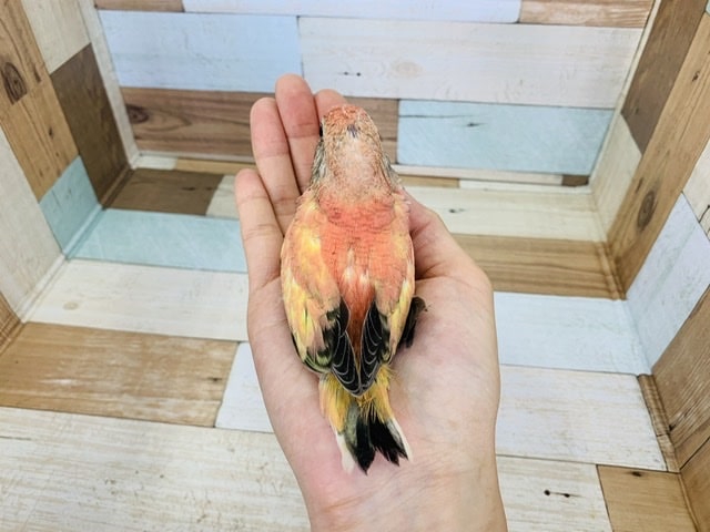 アキクサインコ（秋草インコ）