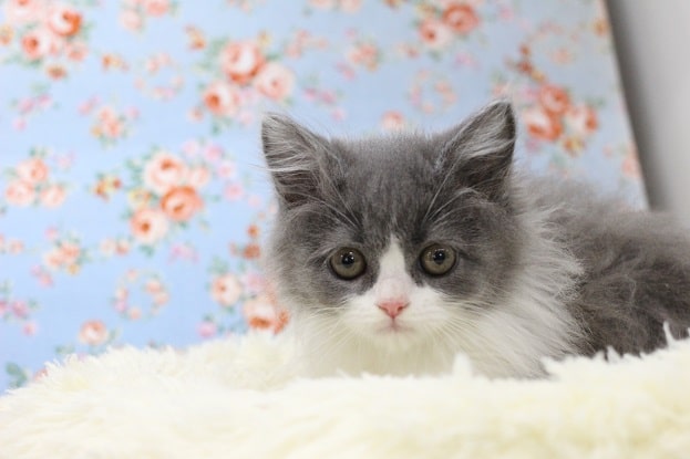 スコティッシュフォールド