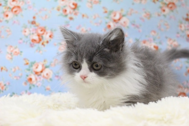 スコティッシュフォールド