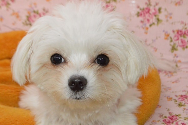 チワマル（マルチワ）