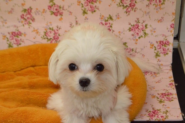 チワマル（マルチワ）