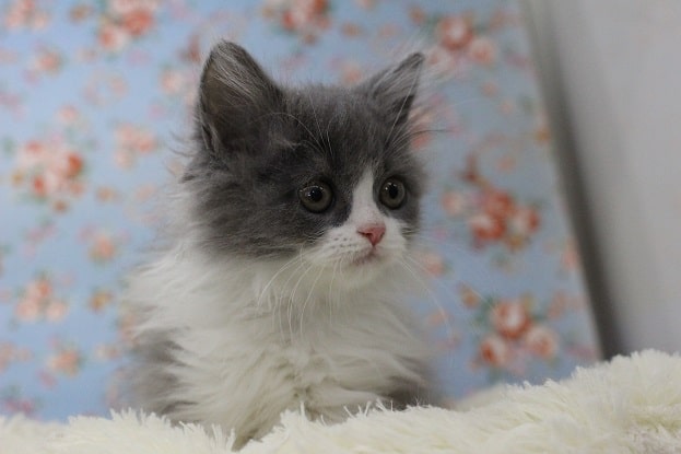 スコティッシュフォールド