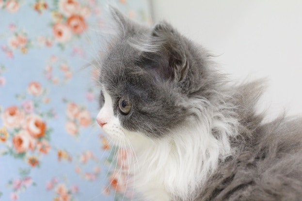 スコティッシュフォールド