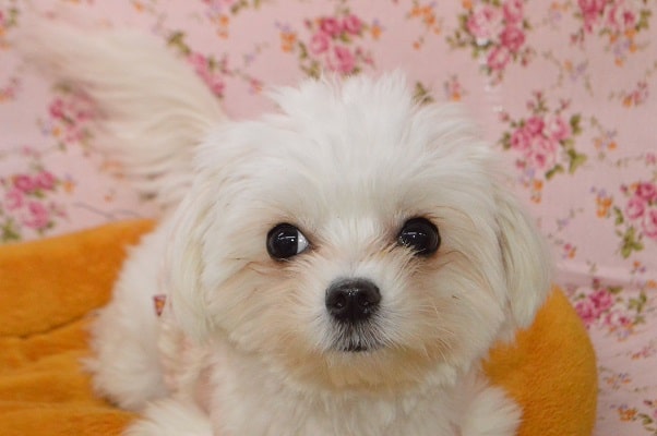 チワマル（マルチワ）