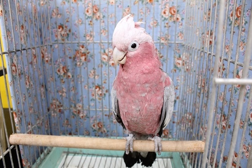 モモイロインコ