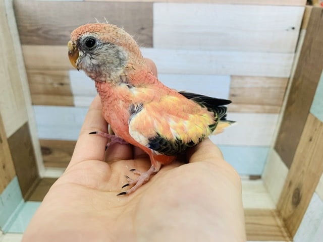 アキクサインコ（秋草インコ）