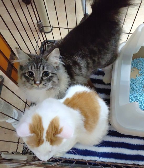 ノルウェージャンフォレストキャット