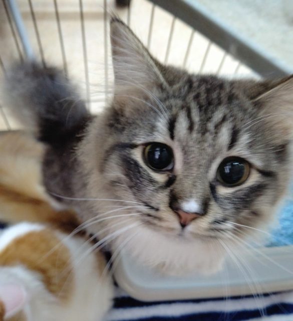 ノルウェージャンフォレストキャット