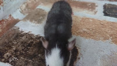 ファンシーラット