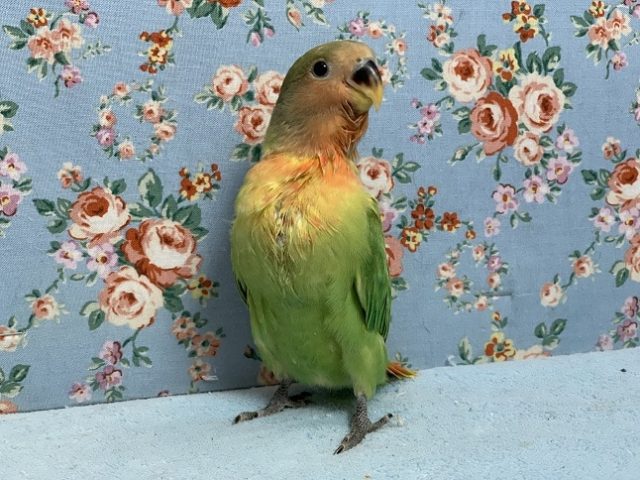 コザクラインコ（小桜インコ）