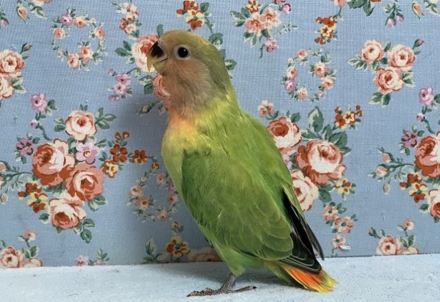 コザクラインコ（小桜インコ）