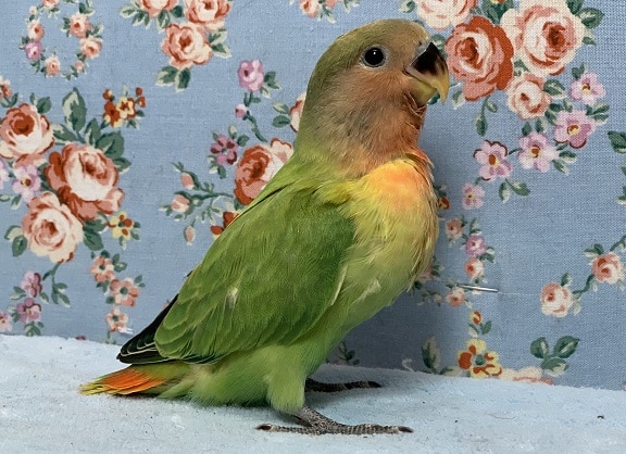 コザクラインコ（小桜インコ）