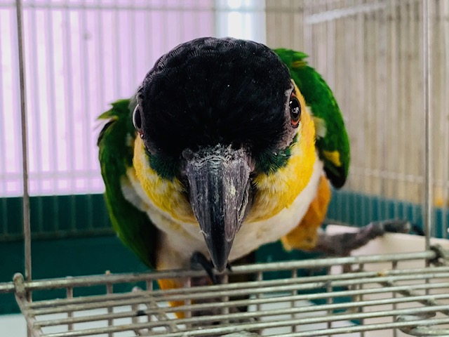 ズグロシロハラインコ