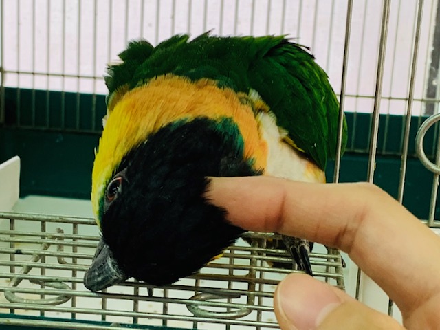 ズグロシロハラインコ