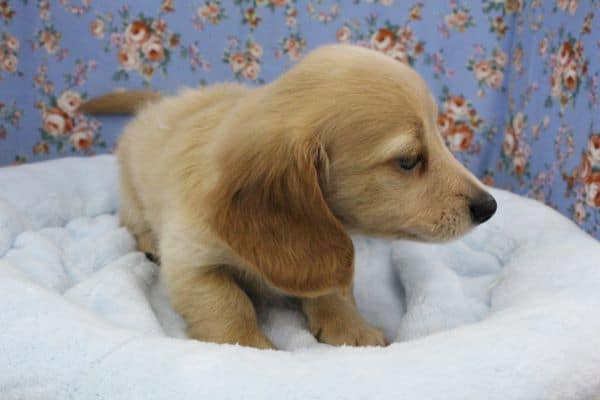 ミニチュアダックス