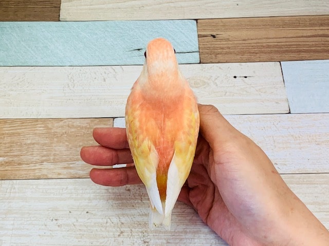 アキクサインコ（秋草インコ）