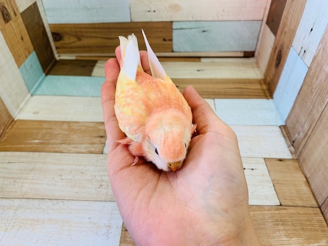 アキクサインコ（秋草インコ）