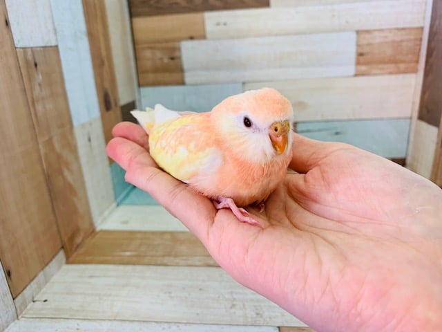 アキクサインコ（秋草インコ）