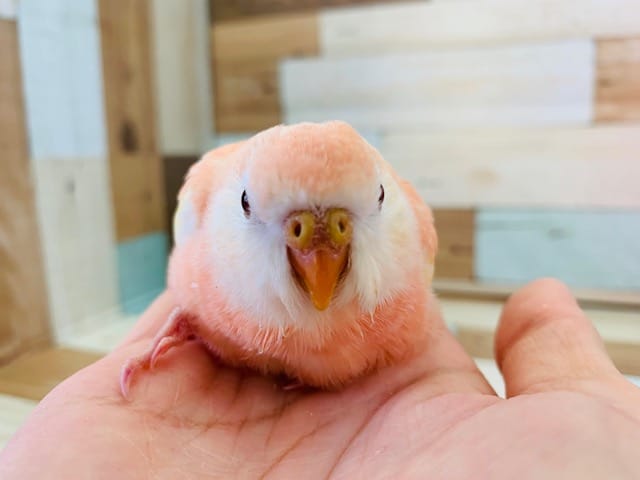 アキクサインコ（秋草インコ）