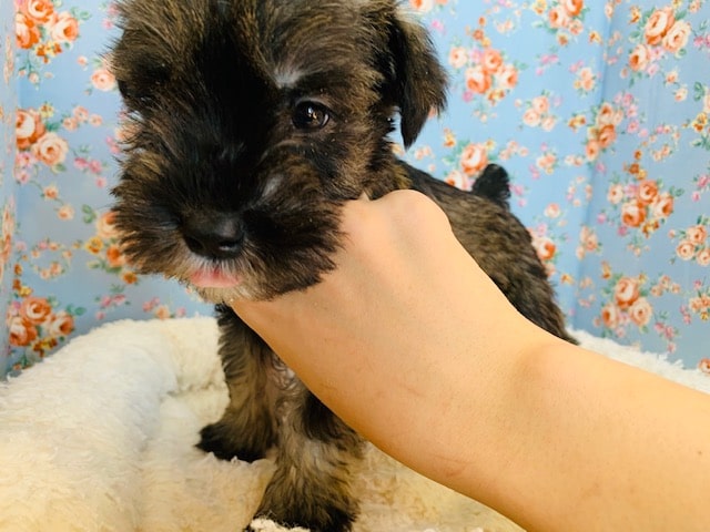 ミニチュアシュナウザー