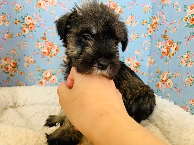 ミニチュアシュナウザー