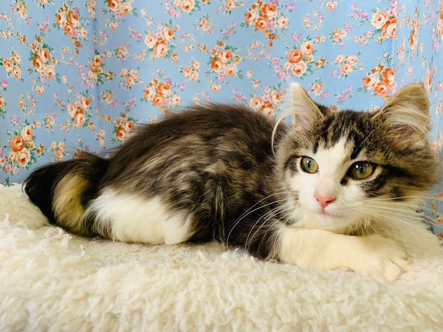 ノルウェージャンフォレストキャット