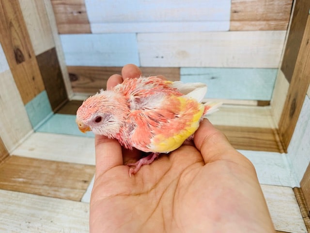 アキクサインコ（秋草インコ）