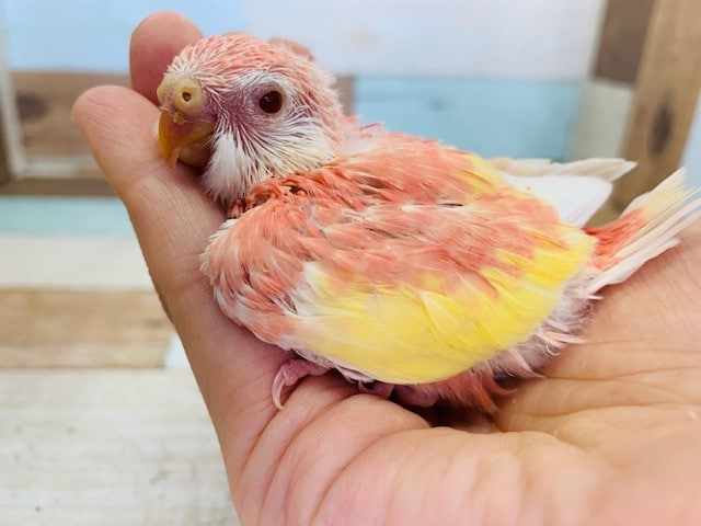 アキクサインコ（秋草インコ）