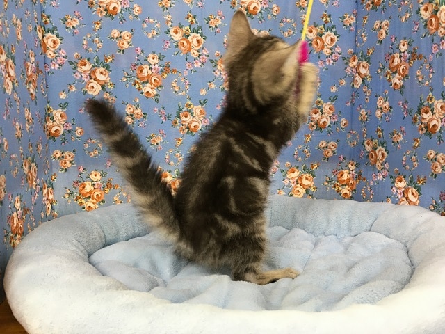 アメリカンショートヘア