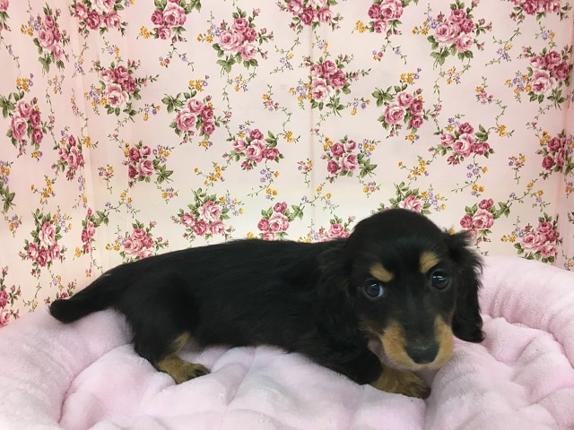 ミニチュアダックス