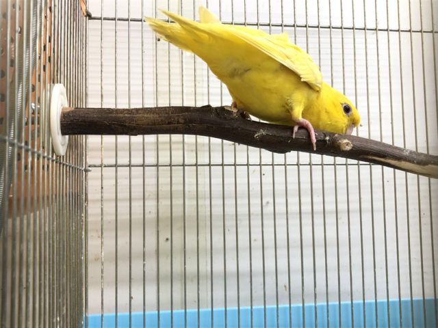 サザナミインコ
