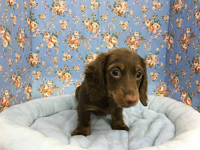 ミニチュアダックス