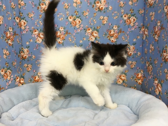 スコティッシュフォールド