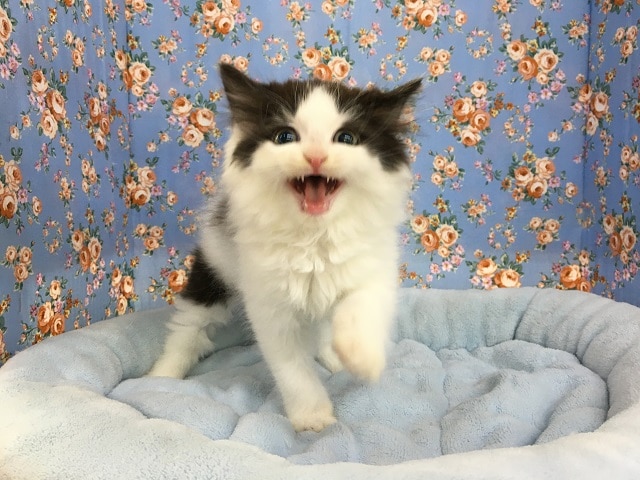 スコティッシュフォールド