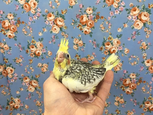 オカメインコ